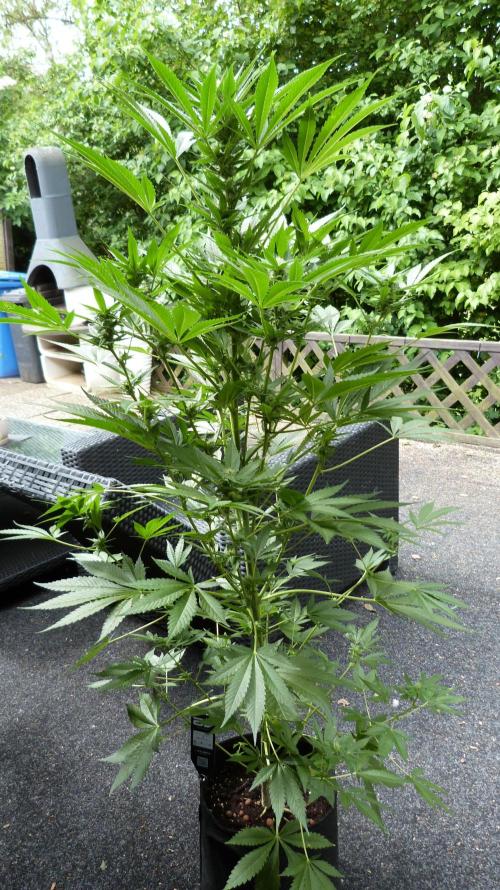 Strawberry Gorilla Automatic Fastbuds. Week 10