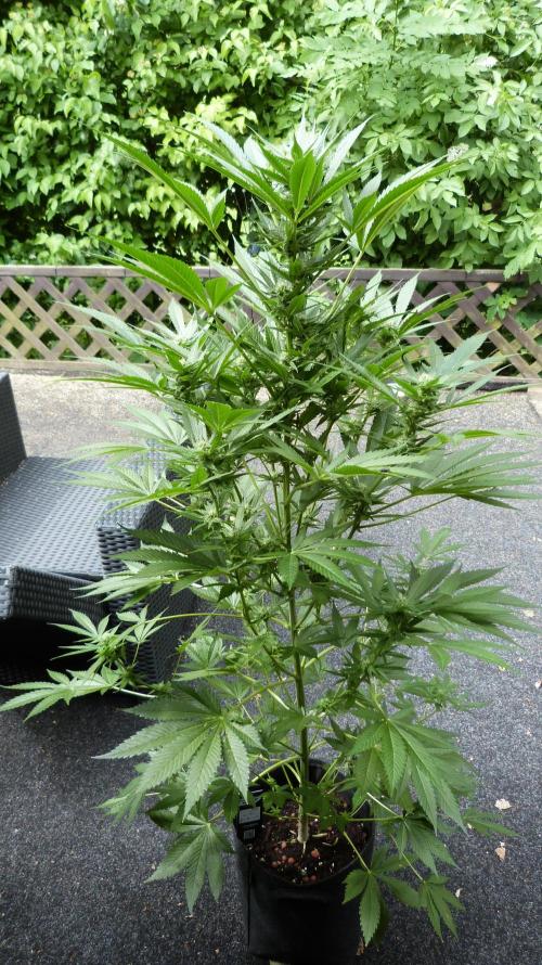 Strawberry Gorilla Automatic Fastbuds. Week 10