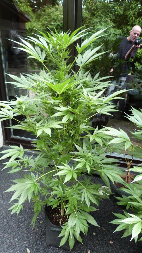 Strawberry Gorilla Automatic Fastbuds. Week 10