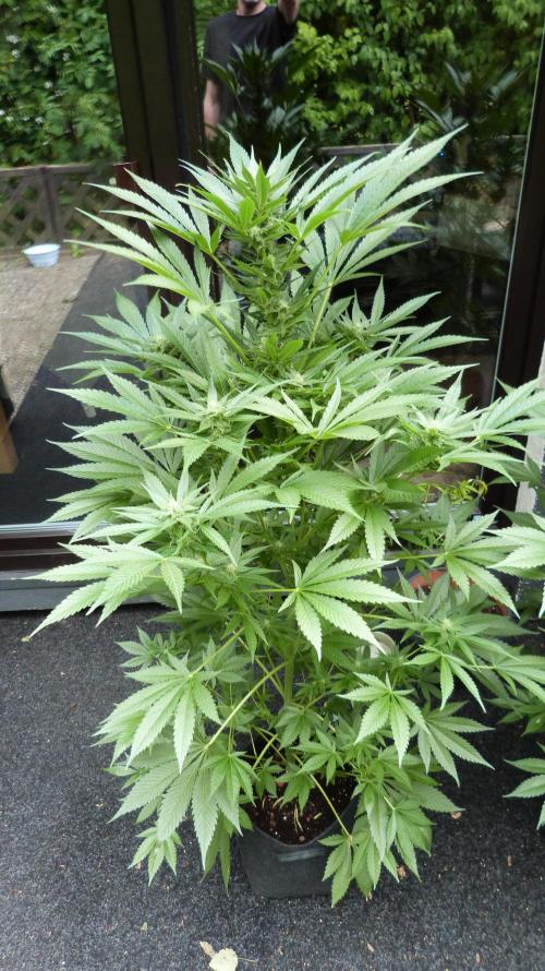 Strawberry Gorilla Automatic Fastbuds. Week 10