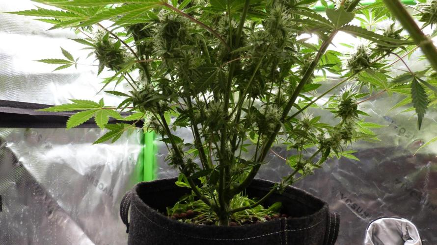 Mendo Guava Automatic. Week 11