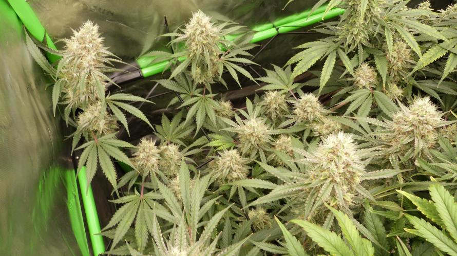 Mendo Guava Automatic. Week 11