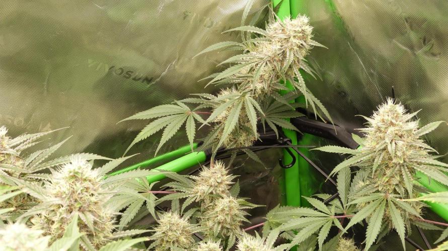 Mendo Guava Automatic. Week 11