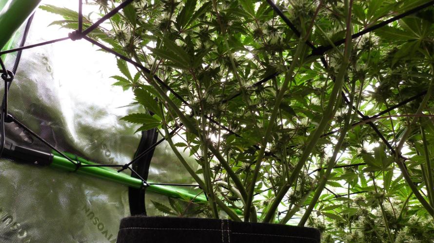 Guava Sundae Automatic. Week 10