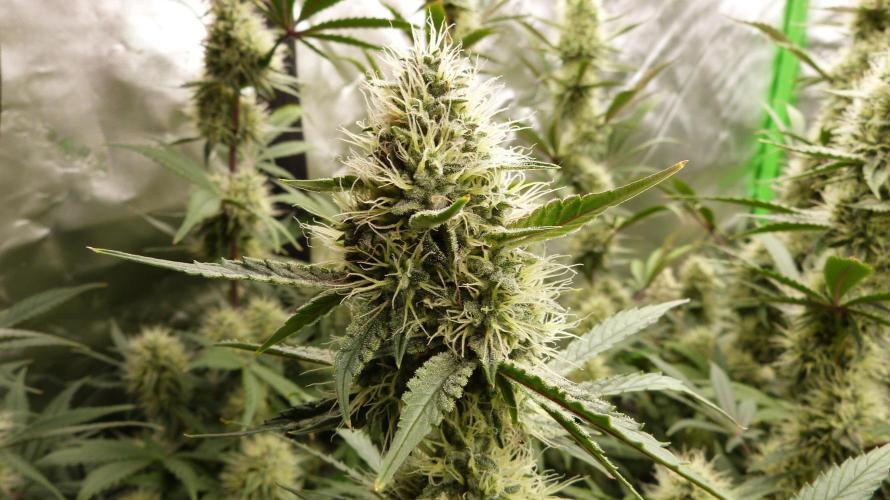Guava Sundae Automatic. Week 10