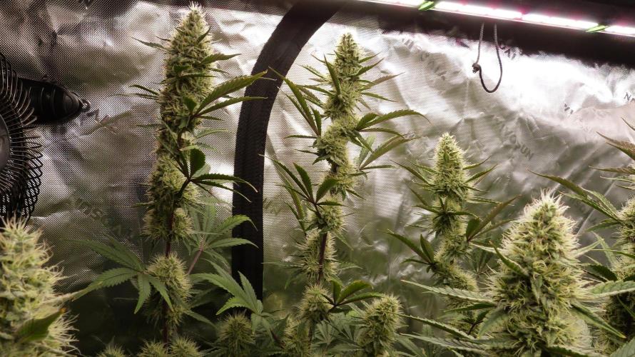 Guava Sundae Automatic. Week 10
