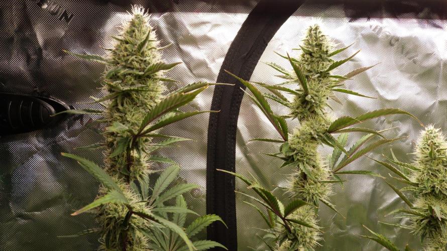 Guava Sundae Automatic. Week 10