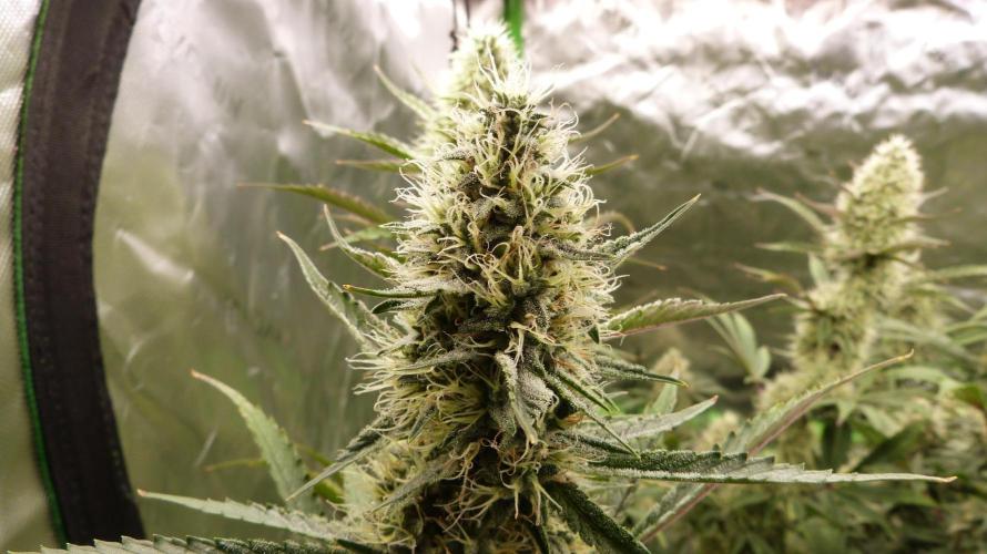 Guava Sundae Automatic. Week 10