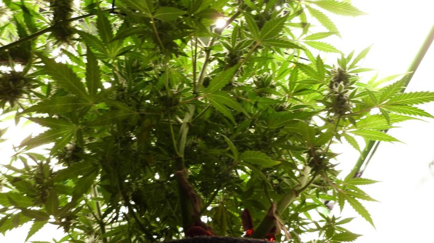 Banana Guava. Week 11