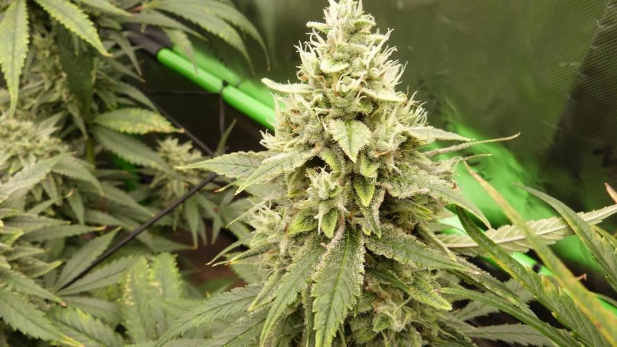 Banana Guava. Week 11