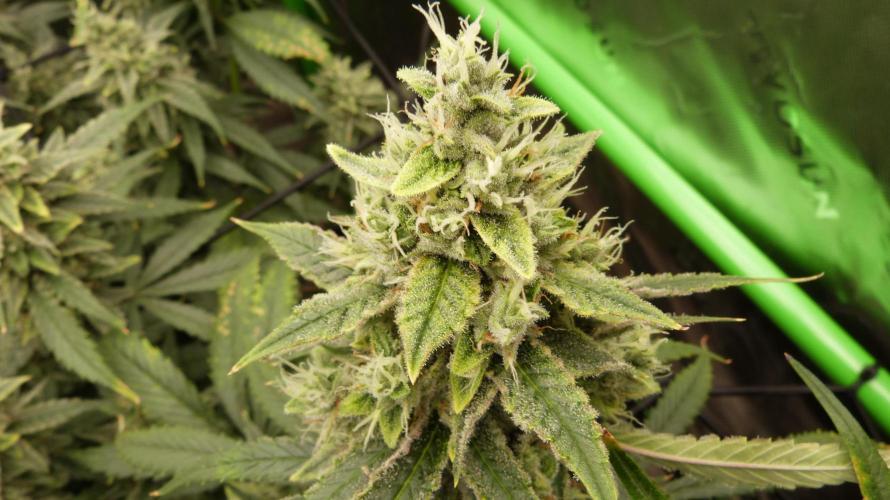 Banana Guava. Week 11