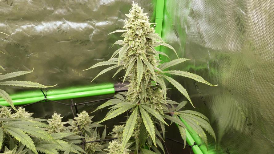 Banana Guava. Week 11