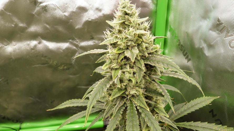 Banana Guava. Week 11