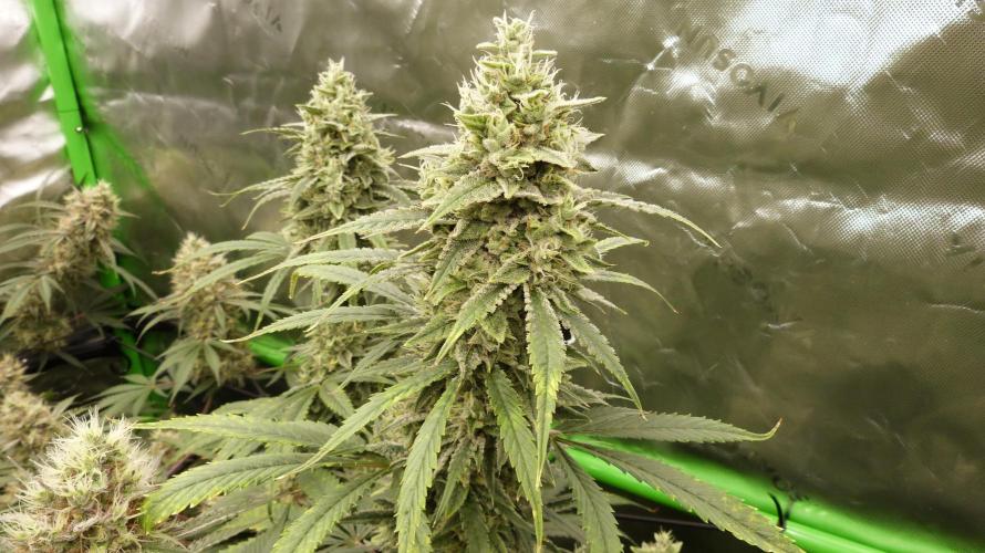 Banana Guava. Week 11