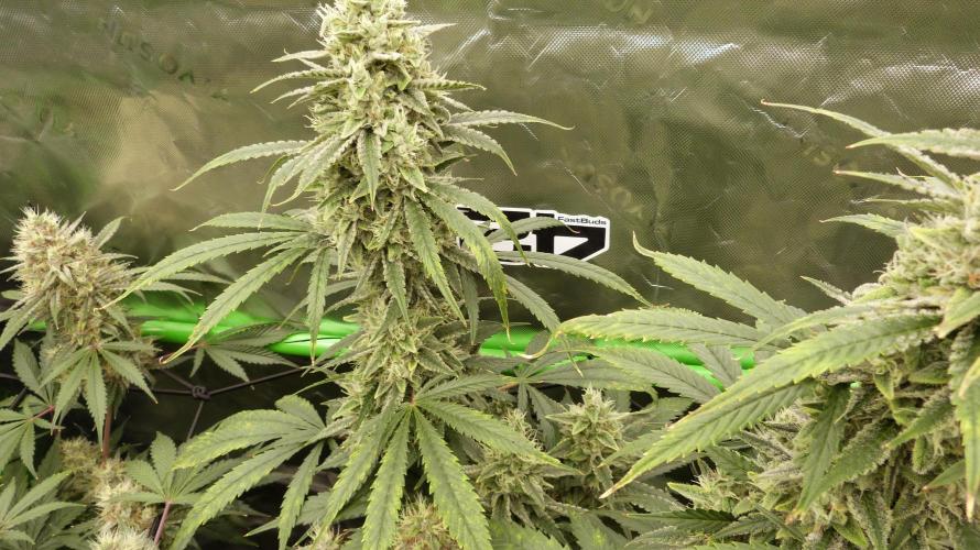Banana Guava. Week 11