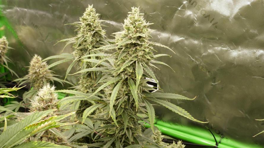 Banana Guava. Week 11