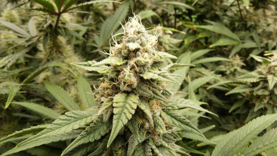 Mendo Frost Automatic. Week 10