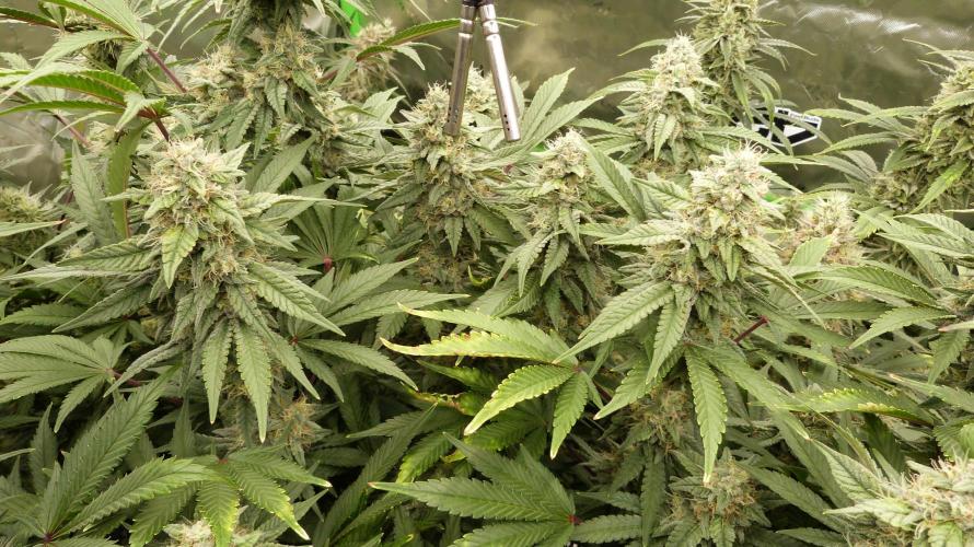 Mendo Frost Automatic. Week 10
