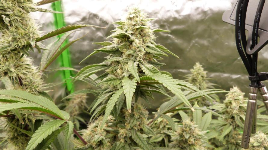 Mendo Frost Automatic. Week 10
