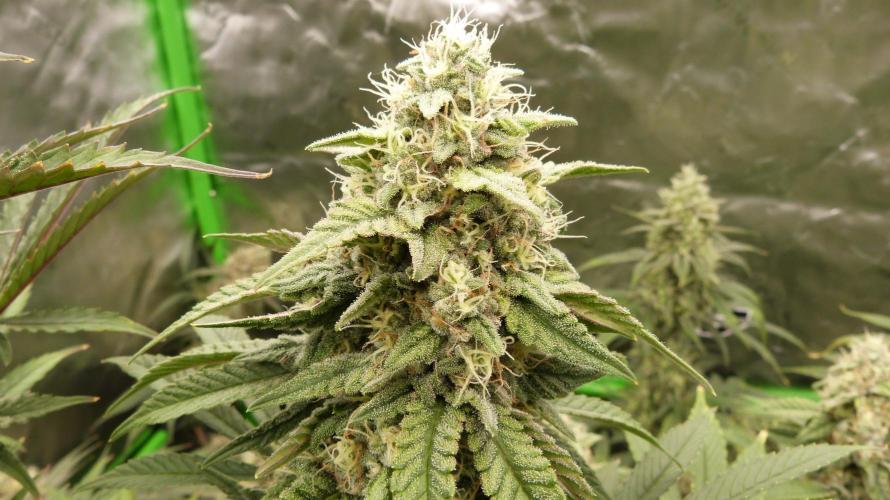Mendo Frost Automatic. Week 10