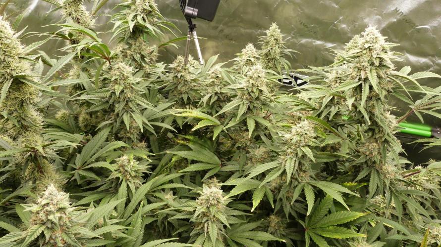 Mendo Frost Automatic. Week 10