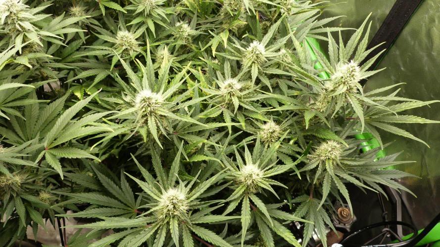 Guava Runtz Automatic. Week 9