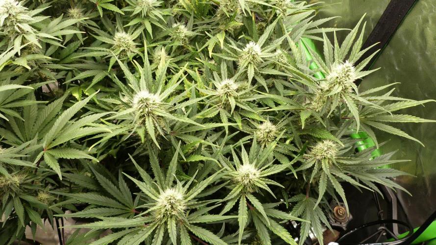 Guava Runtz Automatic. Week 9