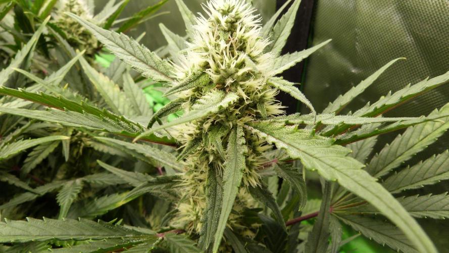 Guava Runtz Automatic. Week 9