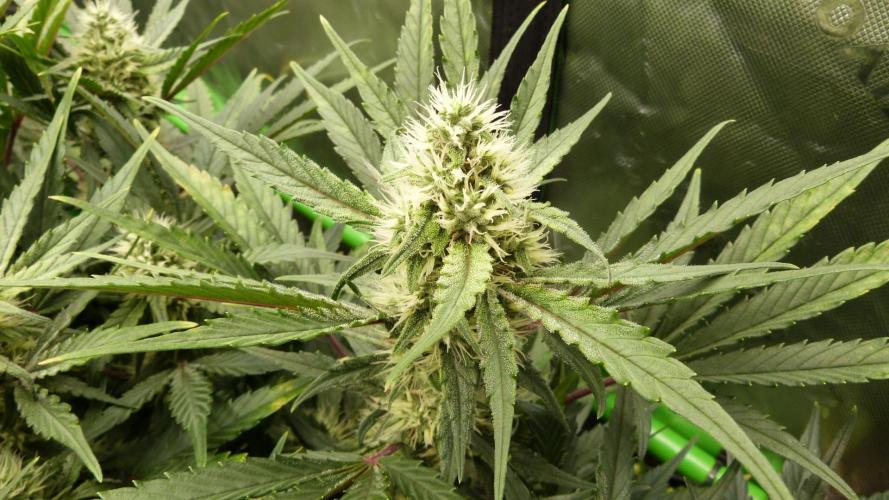 Guava Runtz Automatic. Week 9