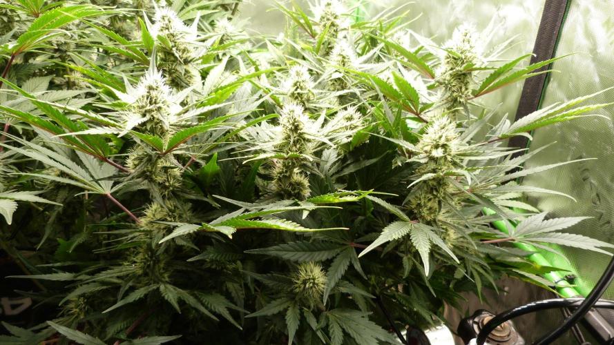 Guava Runtz Automatic. Week 9