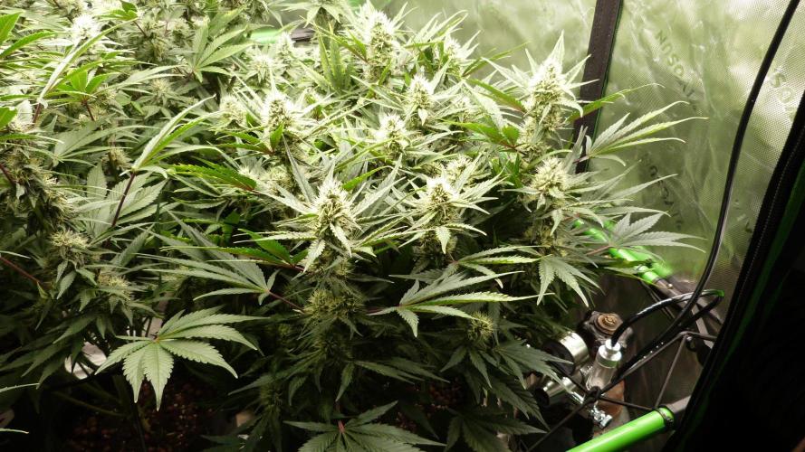 Guava Runtz Automatic. Week 9