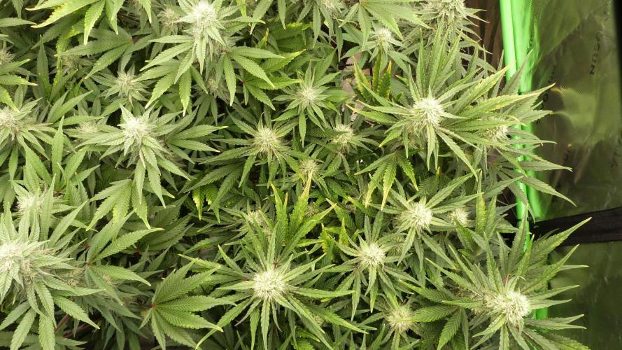 Guava Runtz Automatic. Week 9