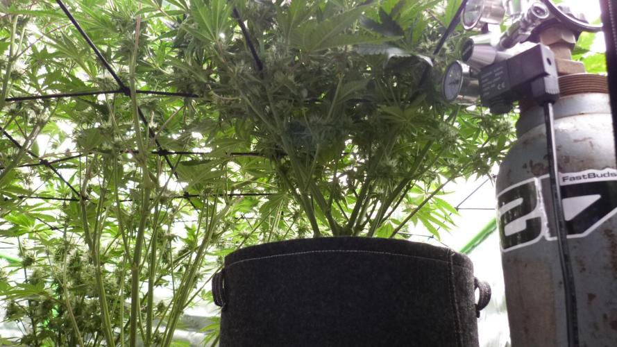 Guava Runtz Automatic. Week 9