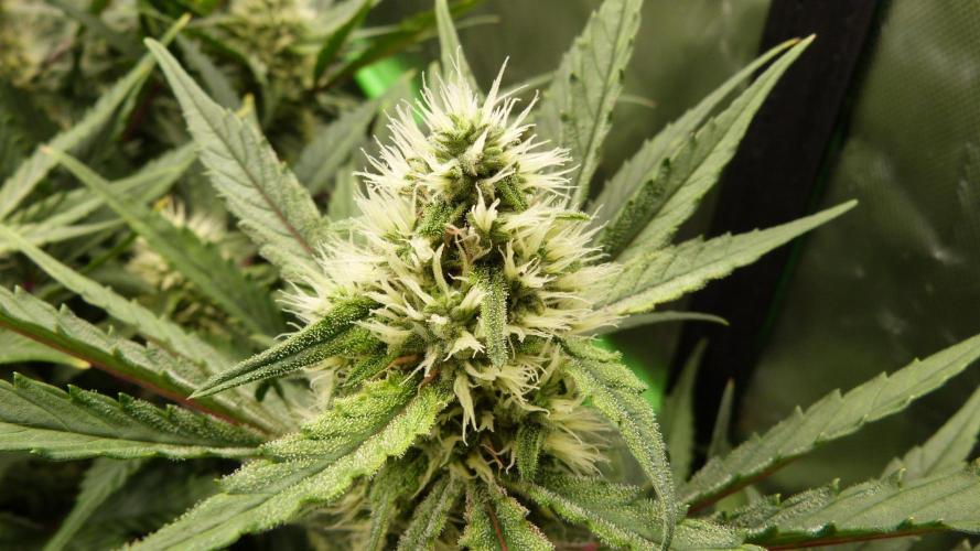 Guava Runtz Automatic. Week 9