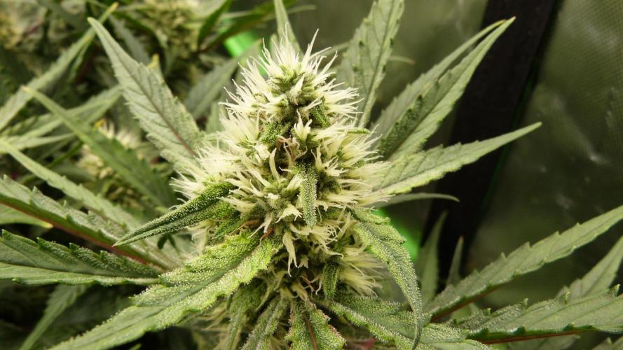 Guava Runtz Automatic. Week 9