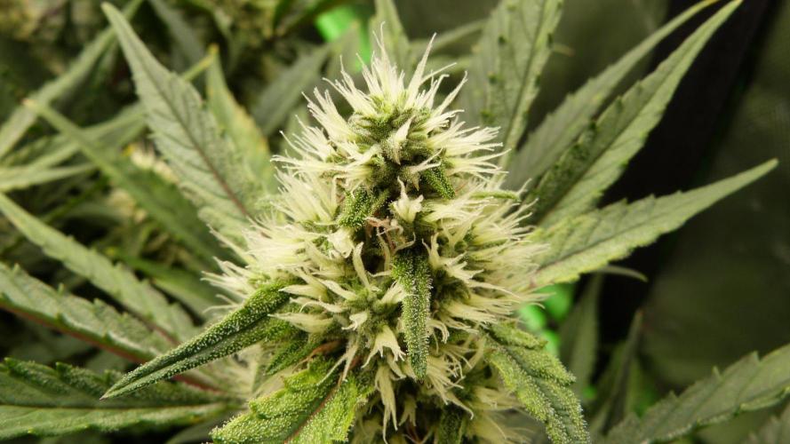 Guava Runtz Auto. Week 9