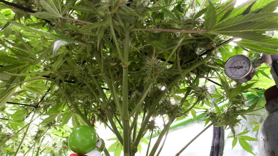 Guava Runtz Automatic. Week 10