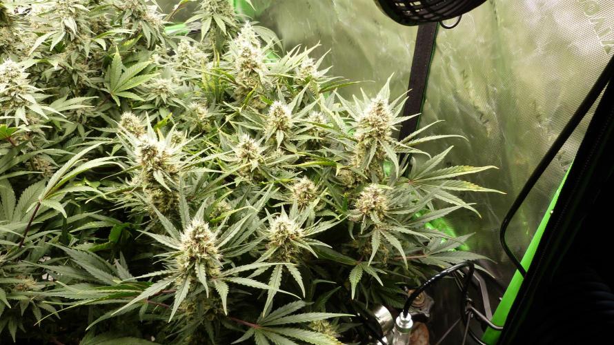 Guava Runtz Automatic. Week 10