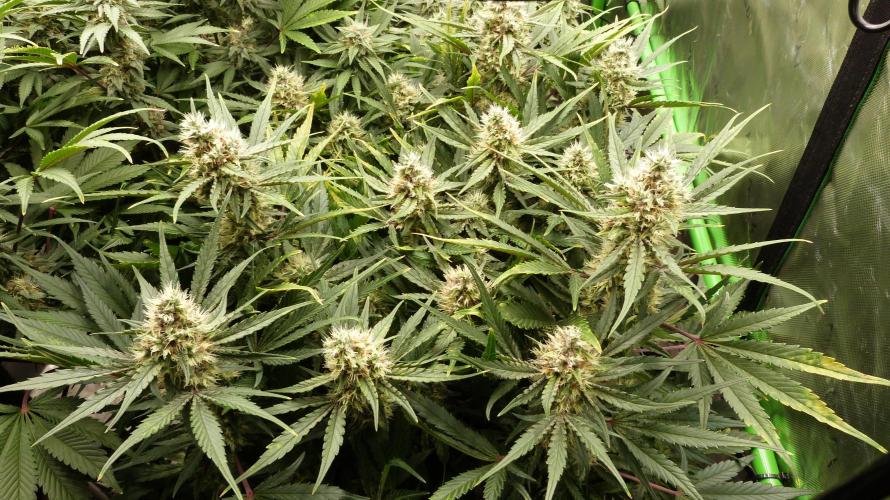Guava Runtz Automatic. Week 10