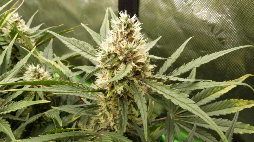 Guava Runtz Automatic. Week 10