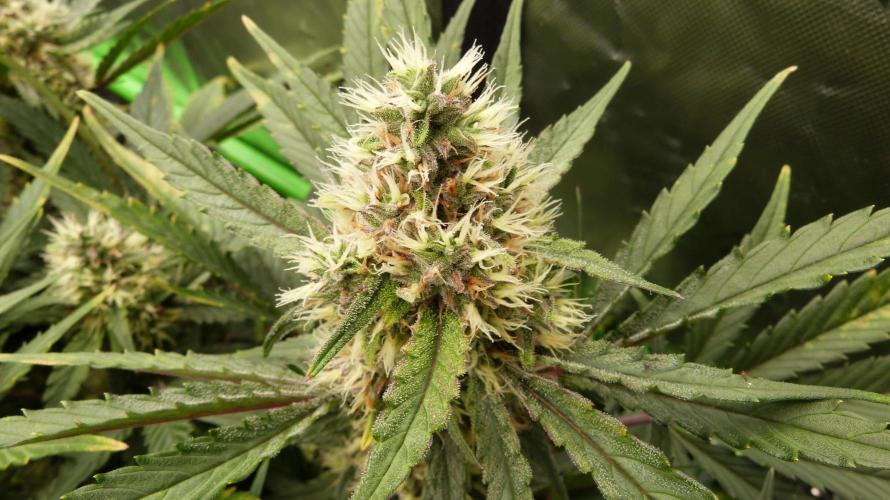 Guava Runtz Automatic. Week 10