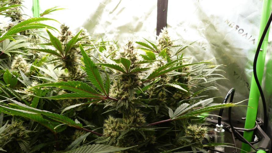 Guava Runtz Automatic. Week 10