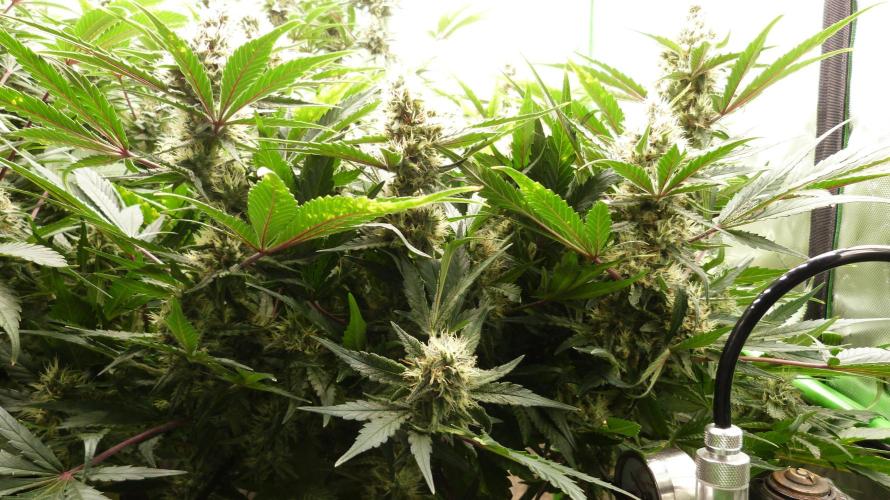 Guava Runtz Automatic. Week 10