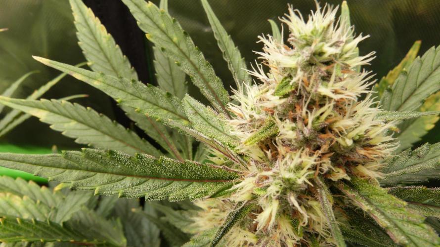 Guava Runtz Auto. Week 10