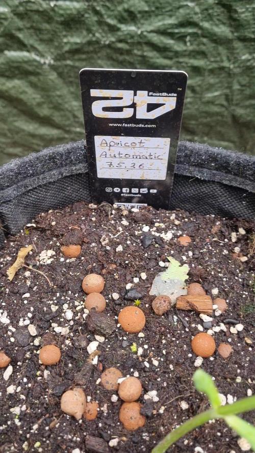 Apricot Auto. Week 4
