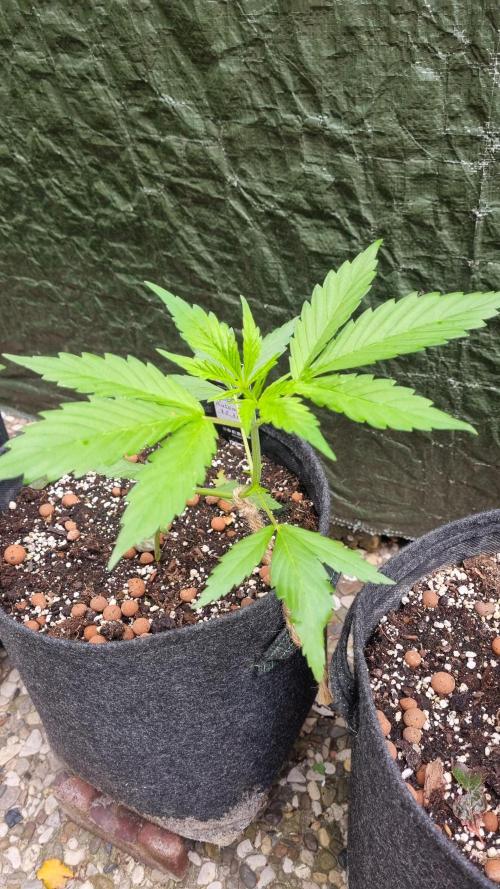 OUTDOOR Apricot Automatic FastBuds. Week 5