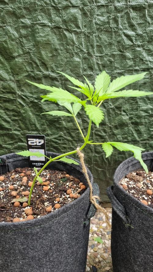 OUTDOOR Apricot Automatic FastBuds. Week 5