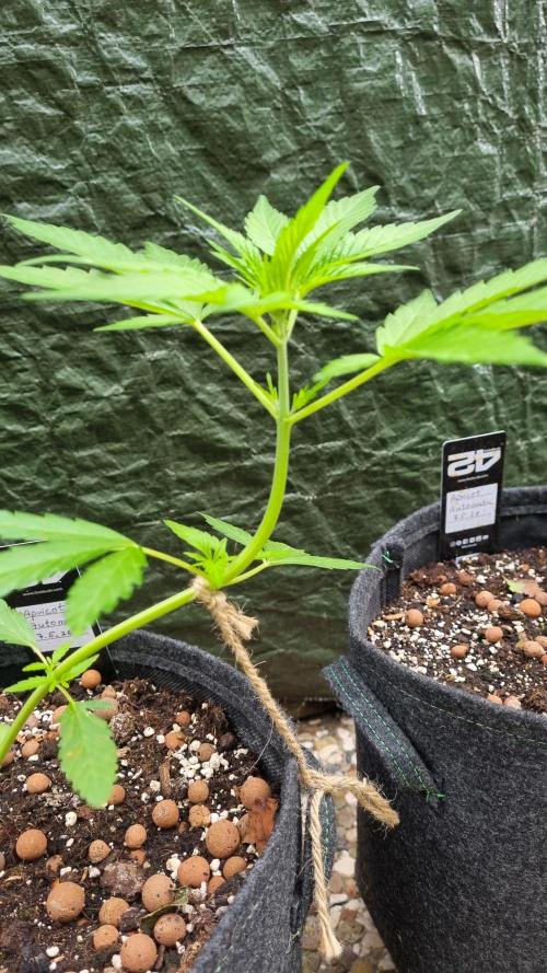 OUTDOOR Apricot Automatic FastBuds. Week 5