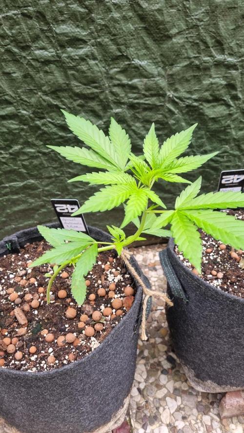 OUTDOOR Apricot Automatic FastBuds. Week 5