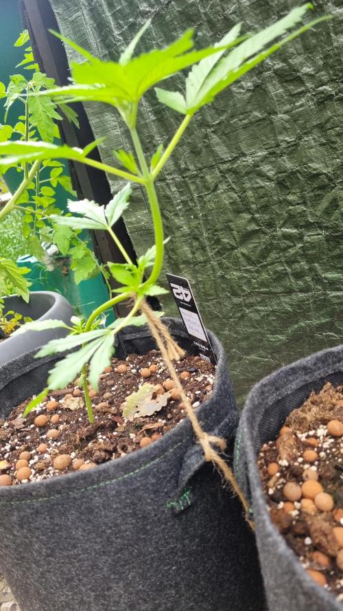 OUTDOOR Apricot Automatic FastBuds. Week 5